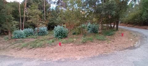 Terreno  Venda em Pinheiro da Bemposta, Travanca e Palmaz,Oliveira de Azeméis