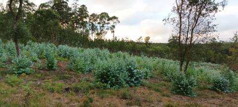 Terreno  Venda em Pinheiro da Bemposta, Travanca e Palmaz,Oliveira de Azeméis