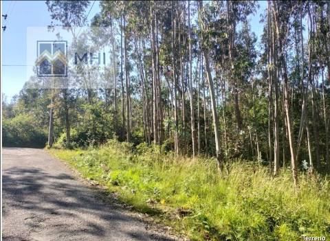 Terreno  Venda em Pinheiro da Bemposta, Travanca e Palmaz,Oliveira de Azeméis