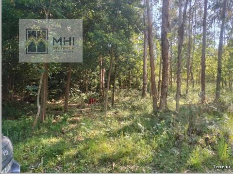 Terreno  Venda em Pinheiro da Bemposta, Travanca e Palmaz,Oliveira de Azeméis