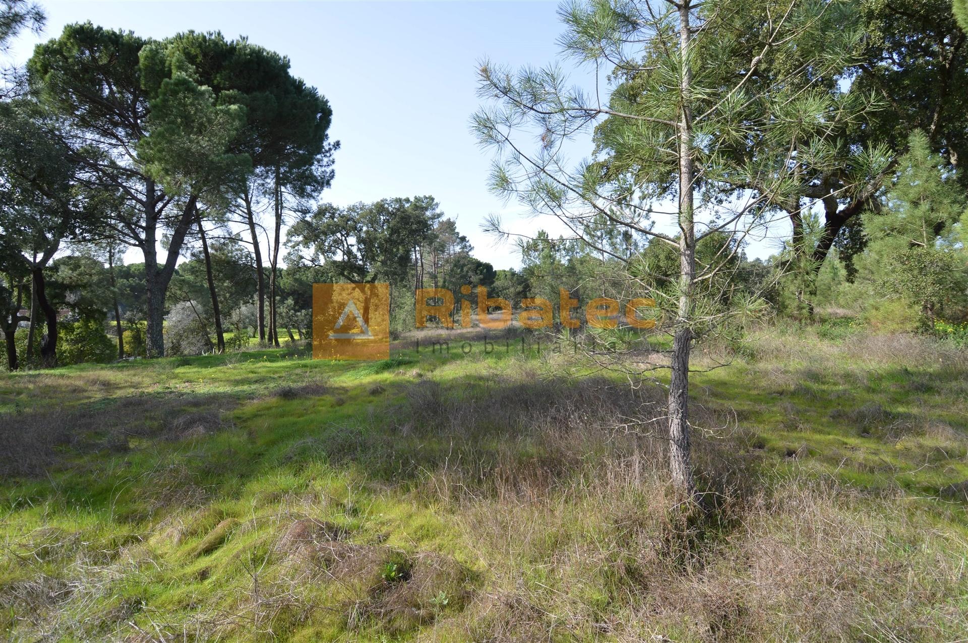 Terreno para construção no Valverde