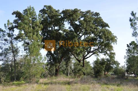 Terreno para construção no Valverde