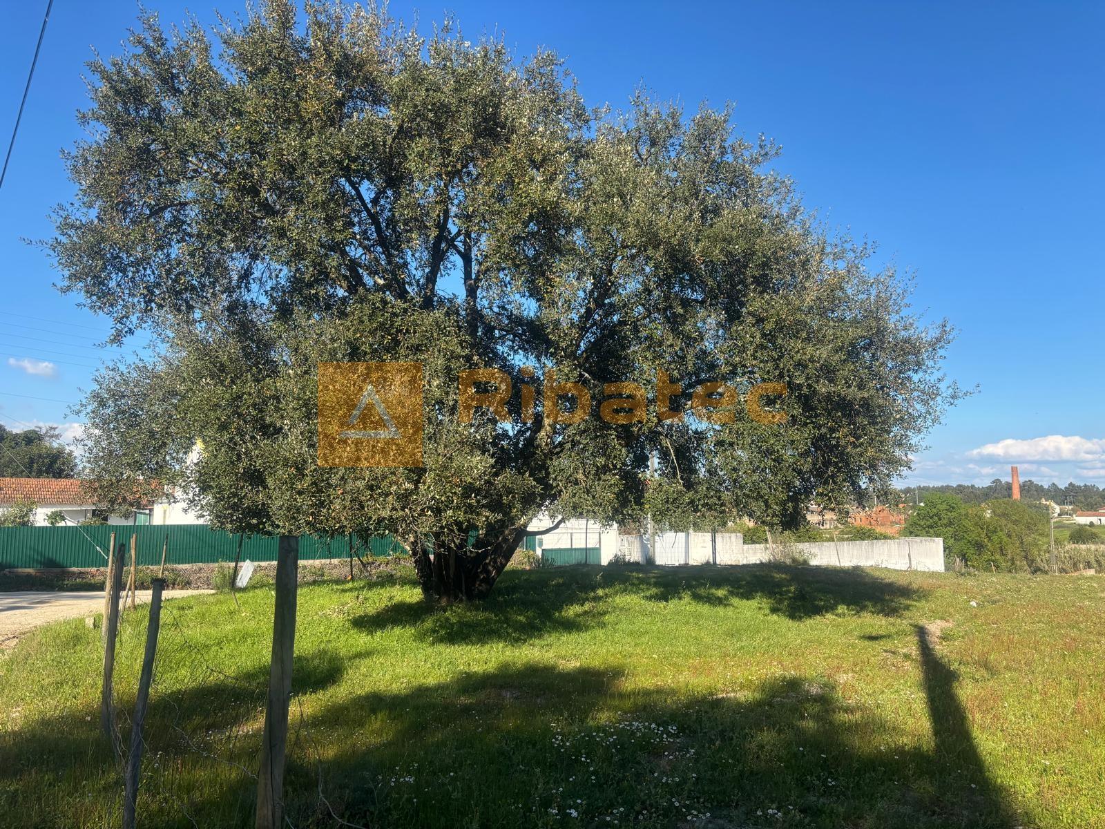 Terreno em Marinhais