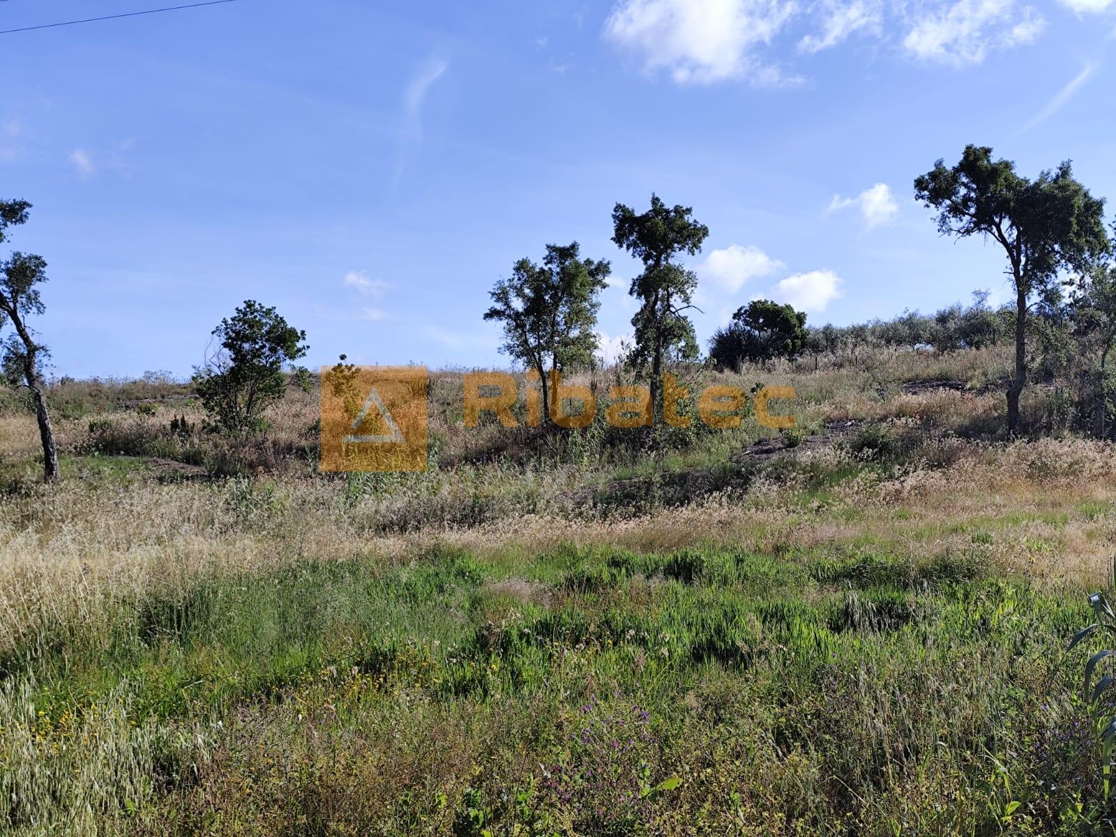 Terreno nas Fazendas da Arriça, Branca