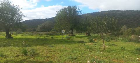 Terreno Rústico  Venda em Boliqueime,Loulé