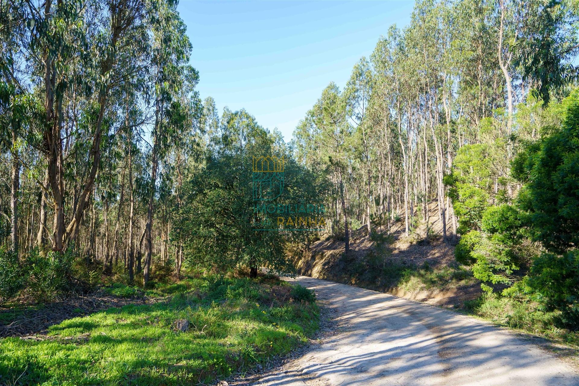 Terreno com 72ha perto da Lagoa de Óbidos