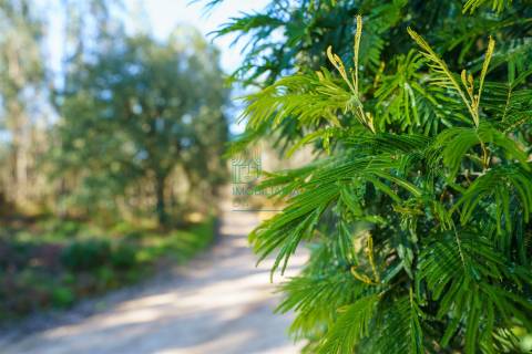 Terreno com 72ha perto da Lagoa de Óbidos