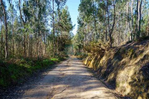 Terreno com 72ha perto da Lagoa de Óbidos