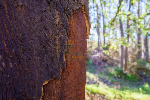 Terreno com 72ha perto da Lagoa de Óbidos