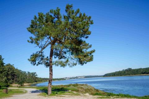Terreno com 72ha perto da Lagoa de Óbidos