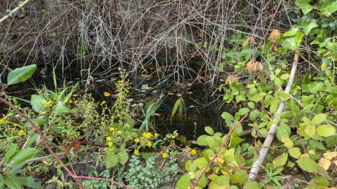 Terreno Urbano para Construção a 15 minutos de Caldas da Rainha