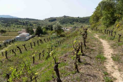 Quinta com Elevado Potencial Turístico | Próxima de Coimbra