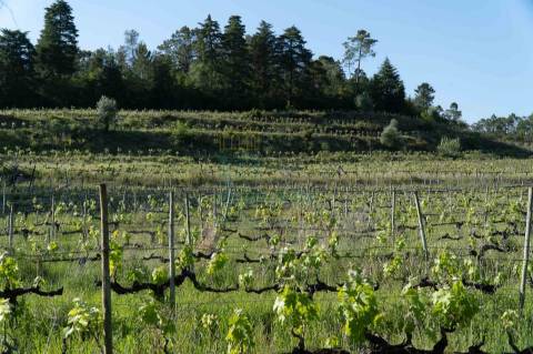 Quinta com Elevado Potencial Turístico | Próxima de Coimbra