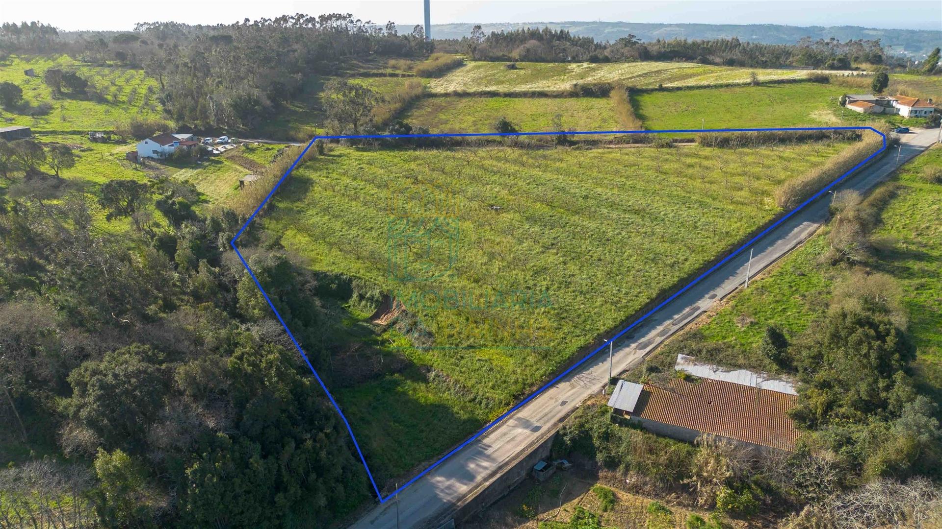 Terreno com 1,3 Hectares e Poço – Cela Nova, Alcobaça