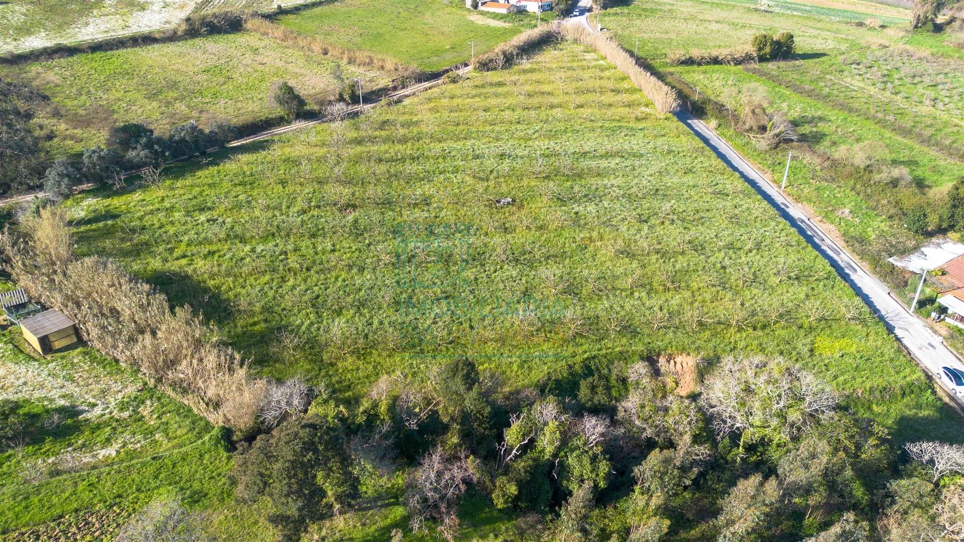 Terreno com 1,3 Hectares e Poço – Cela Nova, Alcobaça