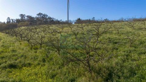 Terreno com 1,3 Hectares e Poço – Cela Nova, Alcobaça