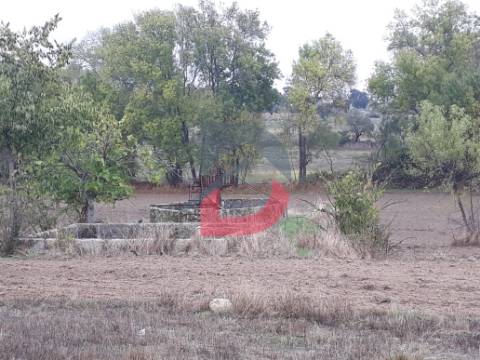 Terreno  Venda em Castelo Branco,Castelo Branco