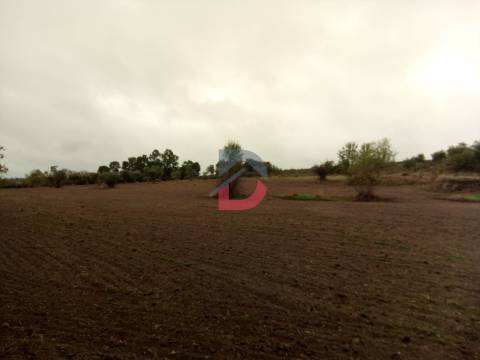 Terreno  Venda em Castelo Branco,Castelo Branco