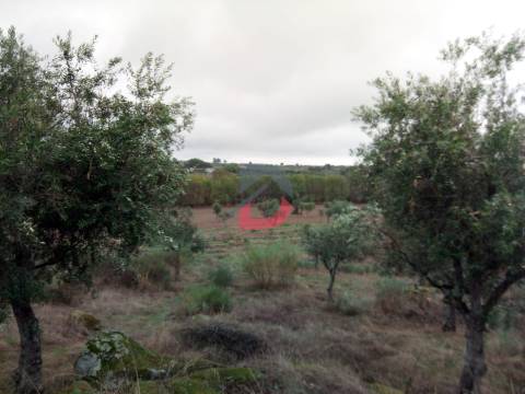 Terreno  Venda em Castelo Branco,Castelo Branco