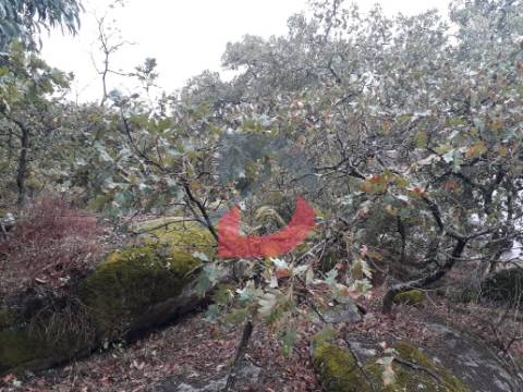 Terreno  Venda em Castelo Branco,Castelo Branco