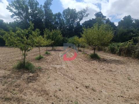 Terreno Rústico em  Avos