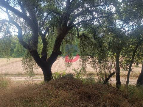 Terreno Rústico em  Avos