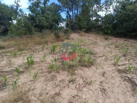 Terreno Rústico em  Avos