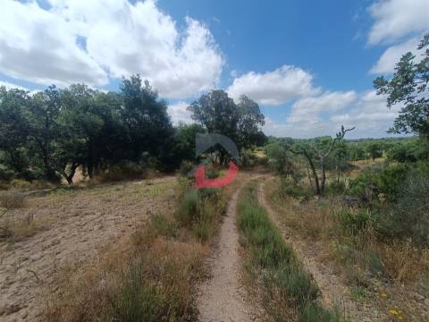 Terreno Rústico em  Avos