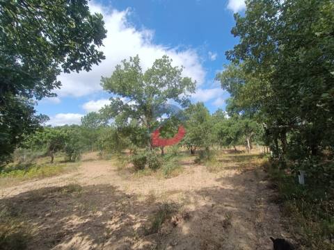 Terreno Rústico em  Avos