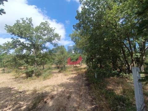 Terreno Rústico em  Avos