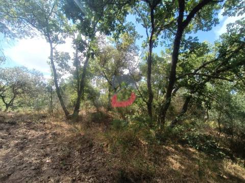 Terreno Rústico em  Avos