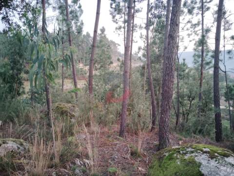 Terreno florestal