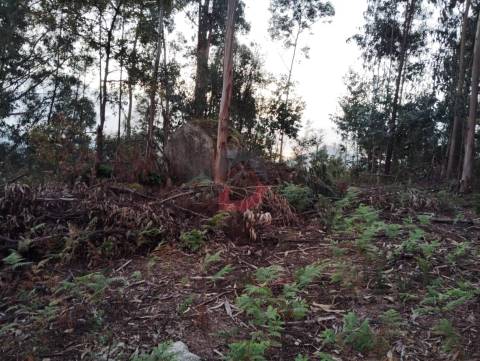 Terreno florestal