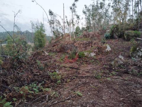 Terreno florestal