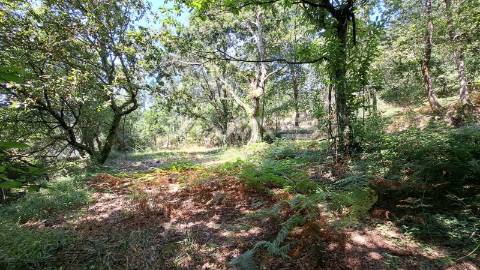 Terreno  Venda em Caldelas, Sequeiros e Paranhos,Amares