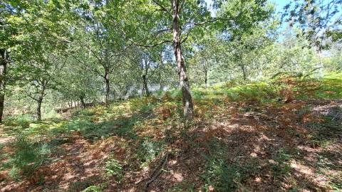 Terreno  Venda em Caldelas, Sequeiros e Paranhos,Amares
