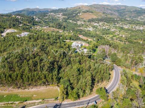 Terreno Rústico  Venda em Pico,Vila Verde