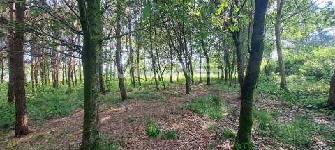 Terreno  Venda em Sande, Vilarinho, Barros e Gomide,Vila Verde