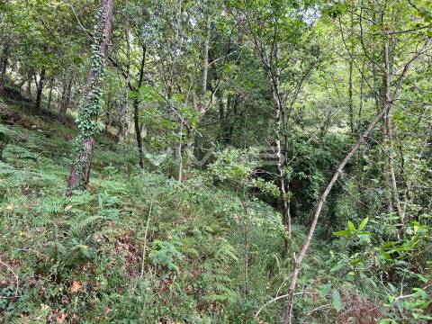 Terreno Rústico  Venda em Bouro (Santa Marta),Amares