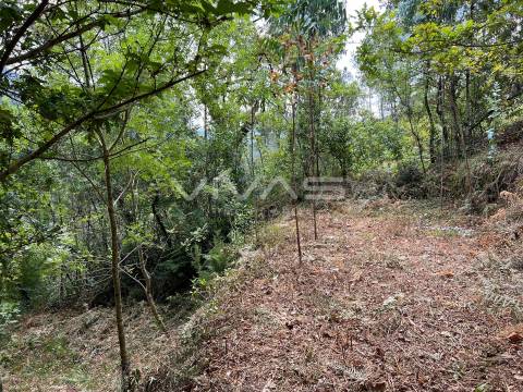 Terreno Rústico  Venda em Bouro (Santa Marta),Amares