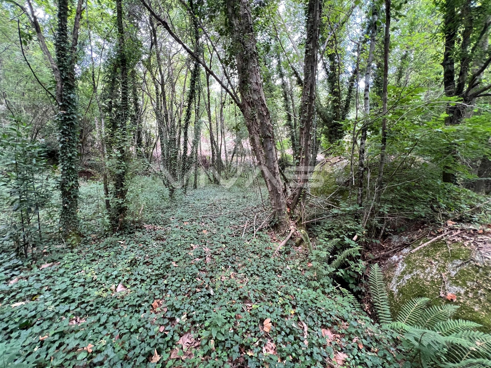 Terreno Rústico  Venda em Bouro (Santa Marta),Amares