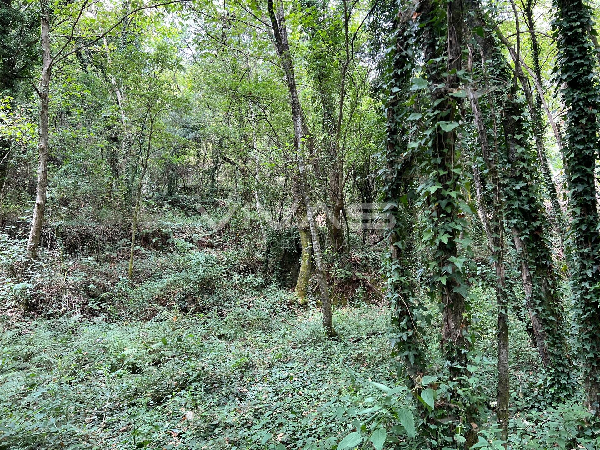 Terreno Rústico  Venda em Bouro (Santa Marta),Amares