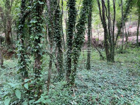 Terreno Rústico  Venda em Bouro (Santa Marta),Amares