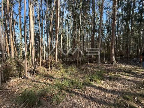 Terreno Rústico  Venda em Ardegão, Freixo e Mato,Ponte de Lima