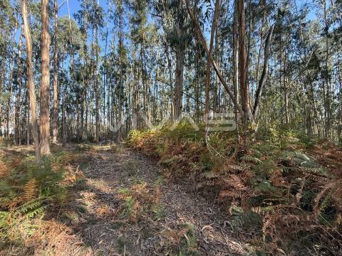 Terreno Rústico  Venda em Ardegão, Freixo e Mato,Ponte de Lima
