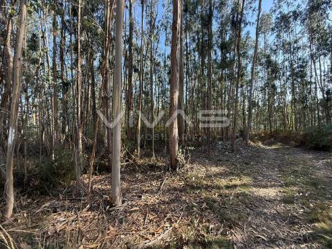 Terreno Rústico  Venda em Ardegão, Freixo e Mato,Ponte de Lima