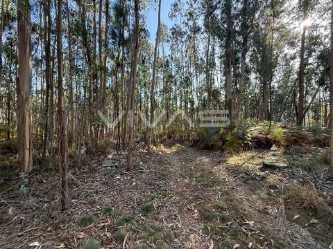 Terreno Rústico  Venda em Ardegão, Freixo e Mato,Ponte de Lima