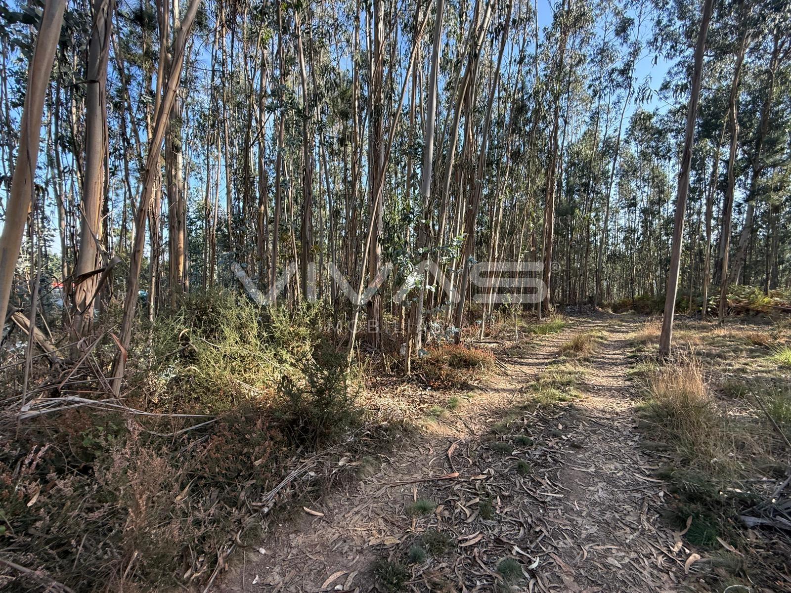 Terreno Rústico  Venda em Ardegão, Freixo e Mato,Ponte de Lima