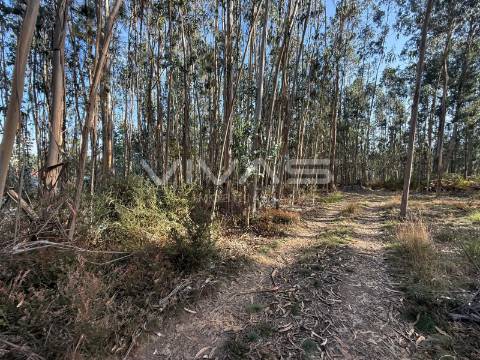 Terreno Rústico  Venda em Ardegão, Freixo e Mato,Ponte de Lima