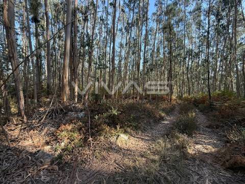 Terreno Rústico  Venda em Ardegão, Freixo e Mato,Ponte de Lima